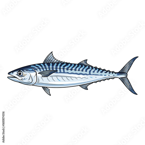 A detailed illustration of a mackerel fish, showcasing its striped pattern and fins.