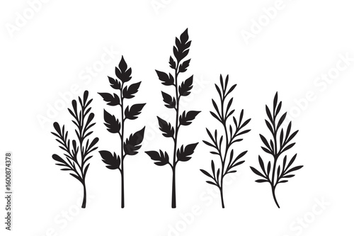 Black silhouette of five delicate plant stems with leaves