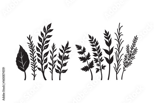 Silhouette of various botanical plant stems and leaves