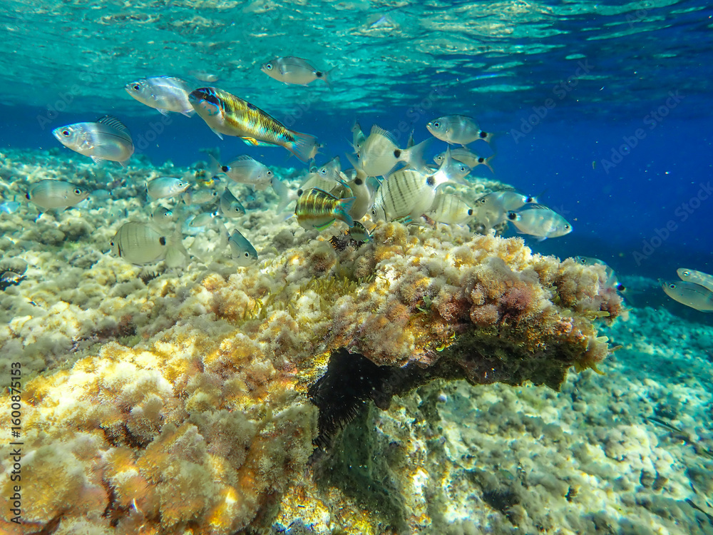 Fototapeta premium underwater, ocean, sea, water, under, marine, blue, clean, deep, background, clear, surface, diving, sunlight, aquatic, nature, light, abstract, sun, bright, depth, aqua, liquid, summer, pattern.