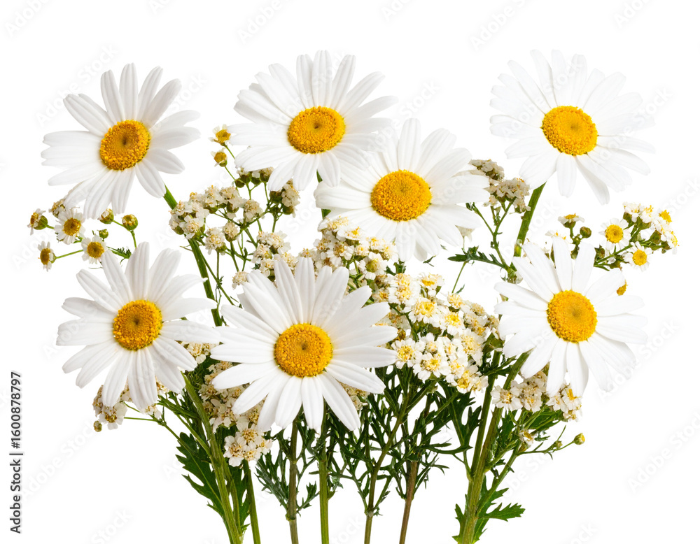 Fototapeta premium Botanical Arrangement of Agrostemma githago Wildflowers on White Background, Transparent PNG