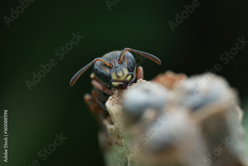 A close-up of a wasp, possibly belonging to the  species Lestica clypeata, perched on a branch