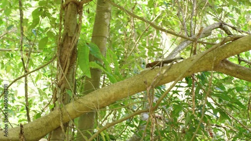 Small brown squirrel walking on thick tree branch surrounded by dense green foliage, wide angle, Wildlife Concept