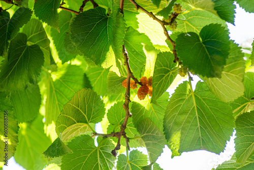 Mulberry tree close-up with fruit