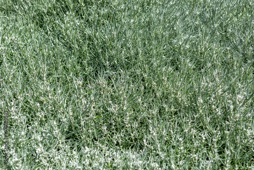 green grass background