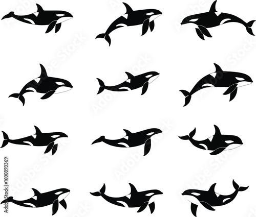 Vector art of a collection of black silhouette illustrations of orcas swimming in various positions against a clean white background
