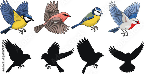 Colorful birds and matching silhouettes, educational animal illustration set, flying and standing poses, ornithology concept, wildlife identification chart, isolated graphic design
