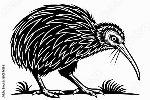 fascinating kiwi sihouette black vector