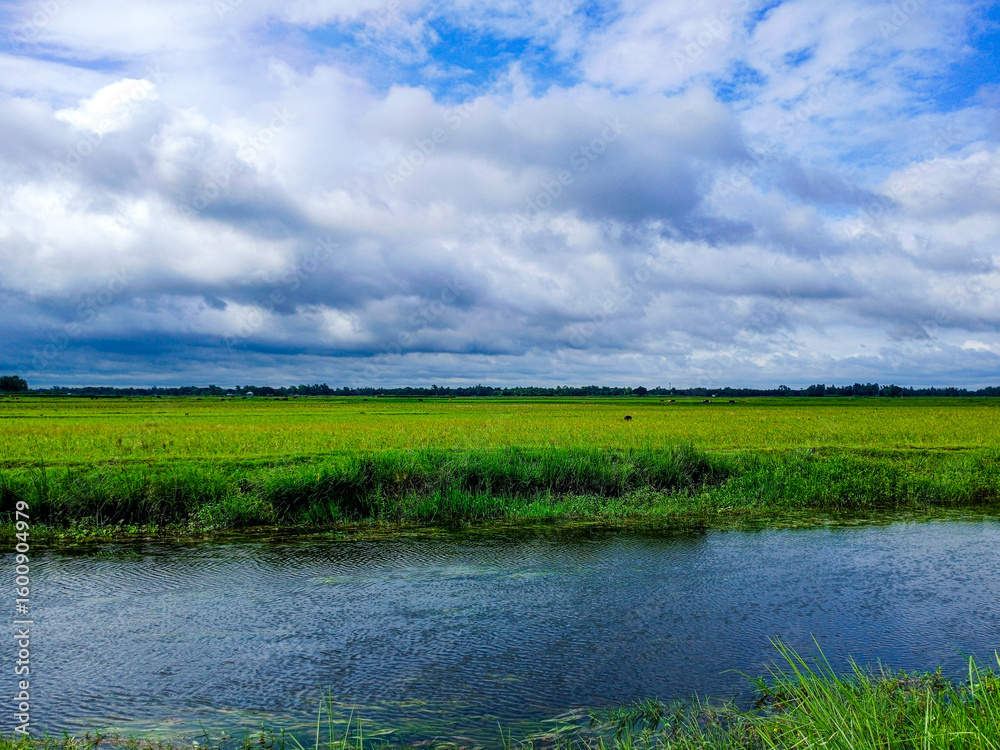 Fototapeta premium green grass and blue sky with clouds