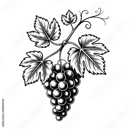 Grapevine cluster with leaves in elegant vintage black and white vector style illustration