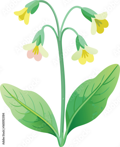 Delicate yellow bellflower blossom vector
