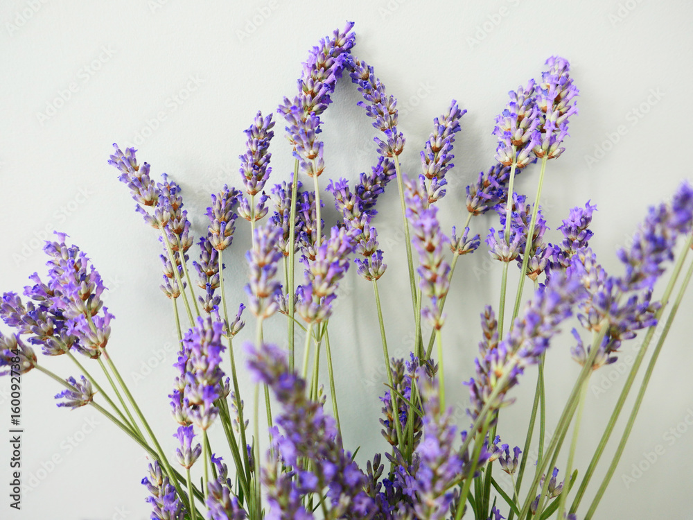 Fototapeta premium Lavande-bouquet-05