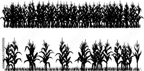 A black corn field. Maize field silhouette design vector illustration
