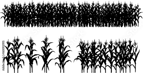 A black corn field. Maize field silhouette design vector illustration
