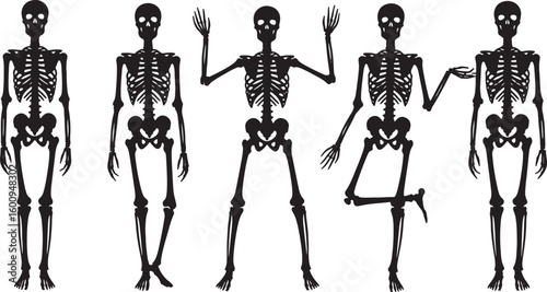 Five Black Skeletons Posed Against White Background, skeleton, human skeleton, anatomy, bones, black, white, silhouette, standing, posing, five, group, isolated, illustration, graphic, design element,