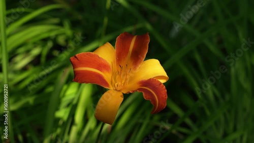 Close-up footage of an orange daylily flower gently swaying in the wind in a summer garden.