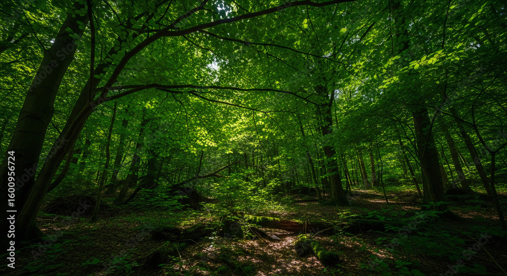 Fototapeta premium Sunlight filtering through a lush green canopy in a serene, deep temperate forest wilderness.