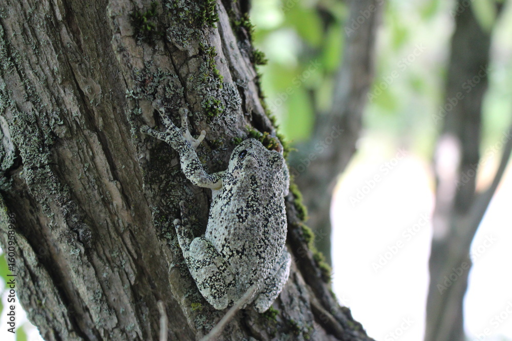 Obraz premium A gray tree frog climbing a tree