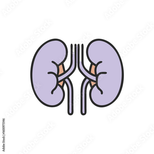 Kidney illustration in flat style with purple and black outlines  