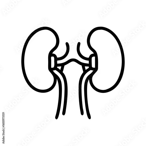 Human kidneys illustration with simplified anatomy design  