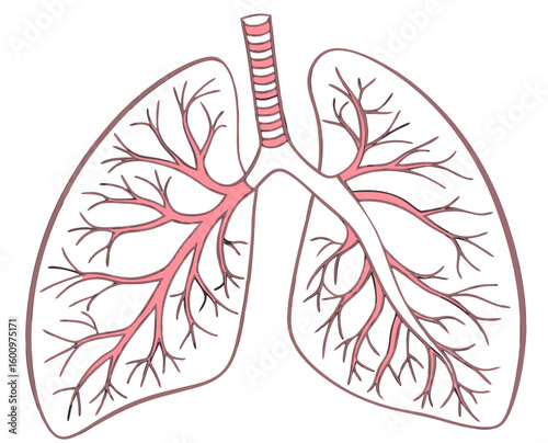 Human lungs with bronchial tree illustration in anatomical style  on transparent background