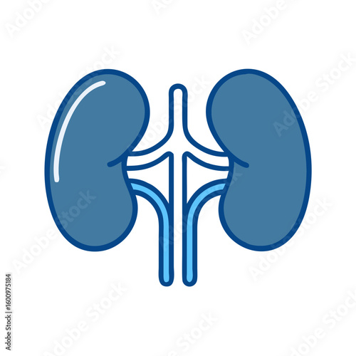Anatomical kidneys illustration in blue and white design  