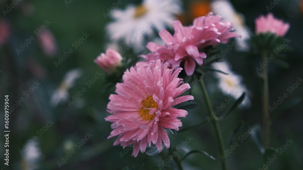 Fototapeta premium pink and white flower