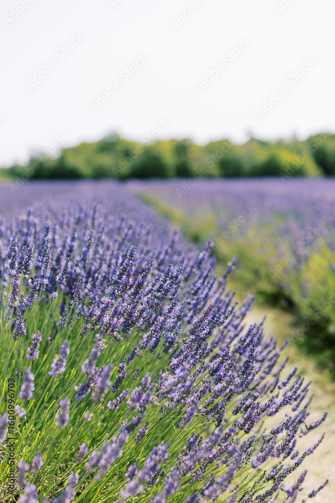 Obraz premium Lavendar Flower Field