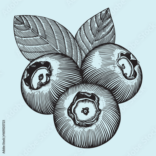 vector silhouette image of a black berry