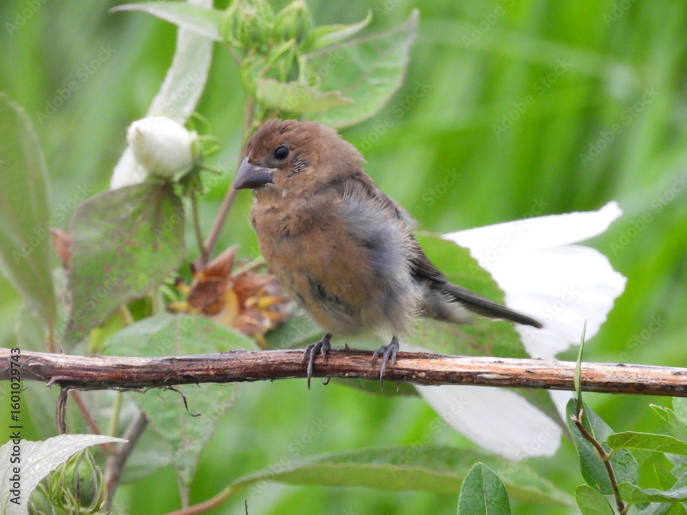 Fototapeta premium A juvenile, blue grosbeak, enjoying life, within the wetlands of the Bombay Hook National Wildlife Refuge, Kent County, Delaware.