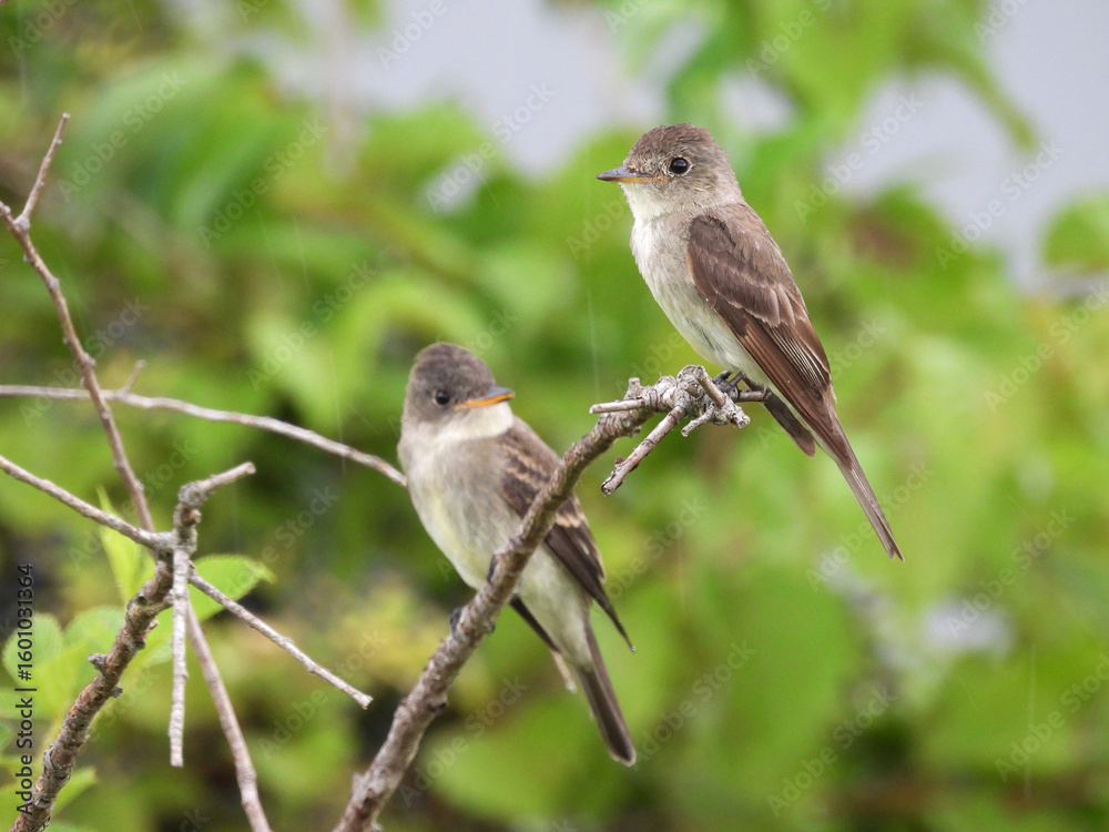 Fototapeta premium A pair of eastern wood-pewees, perched on a branch within the woodlands of the Bombay Hook National Wildlife Refuge, Kent County, Delaware.