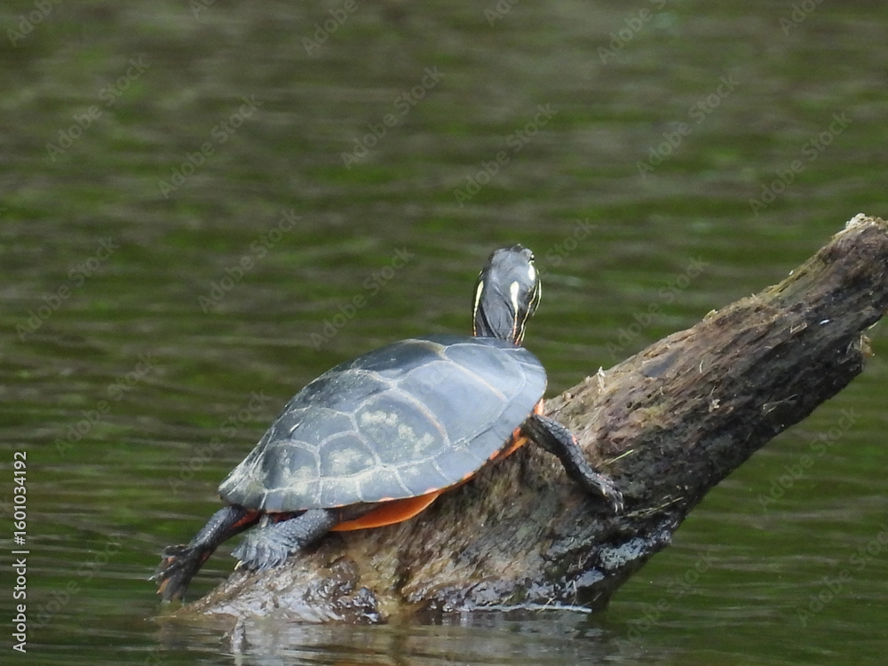 Obraz premium Eastern painted turtle, basking in the warmth of the summer sun. Bombay Hook National Wildlife Refuge, Kent county, Delaware. 