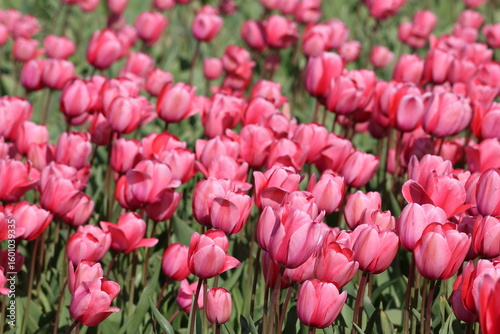 Pink tulips 