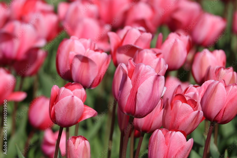 Obraz premium Pink tulips 