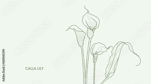 Calla lillies line art drawing. Minimalistic style exotic flowers and leaves bouquet. Best for wedding invitation. Luxury flower illustration.