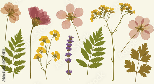Dried Pressed Flowers Leaves Botanical Collection