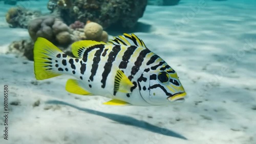Black striped and yellow finned tropical fish swimming near coral reef. AI video