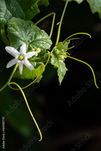 Wild cucumber Blossom close up