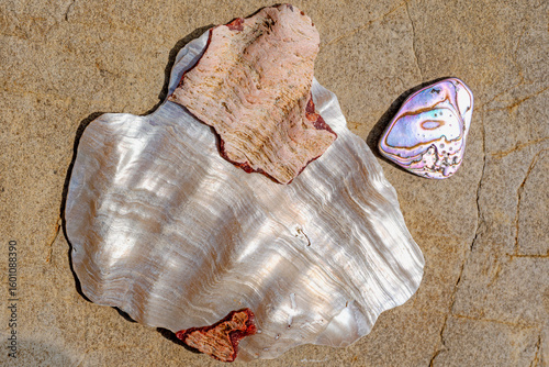 Close up of white and iridescent shells