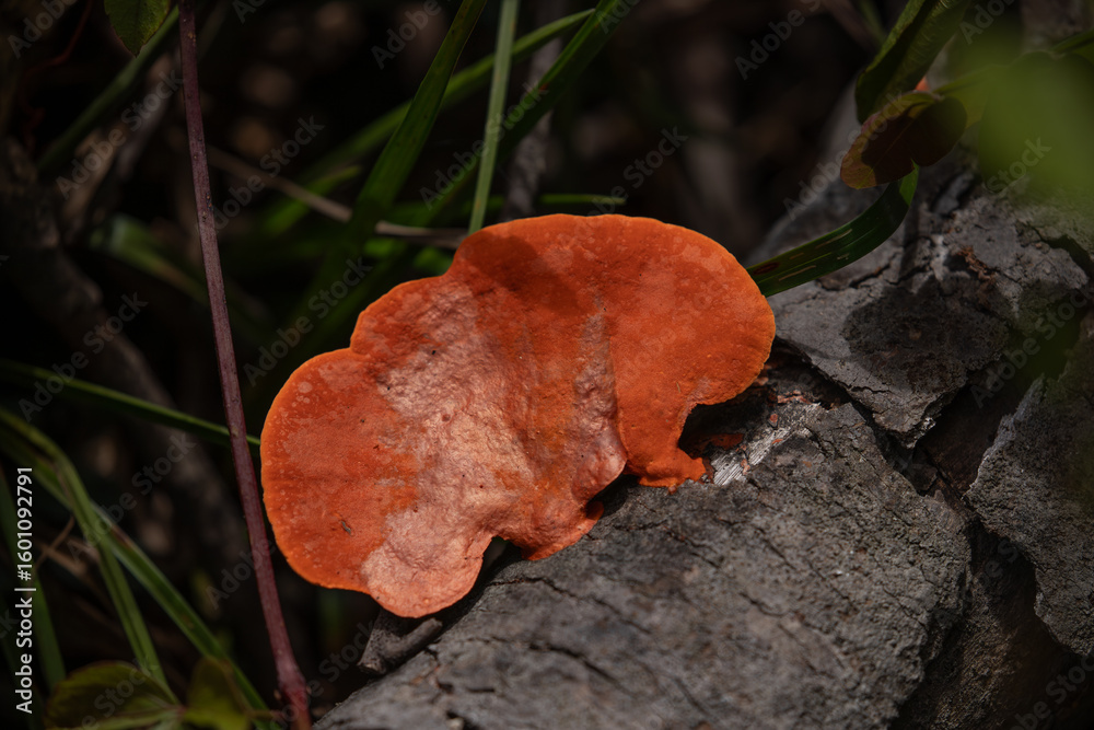 Pycnoporus sanguineus mushroom on a tree trunk Pycnoporus sanguineus mushroom on a tree trunk