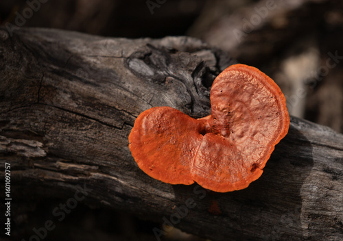 Pycnoporus sanguineus mushroom on a tree trunk