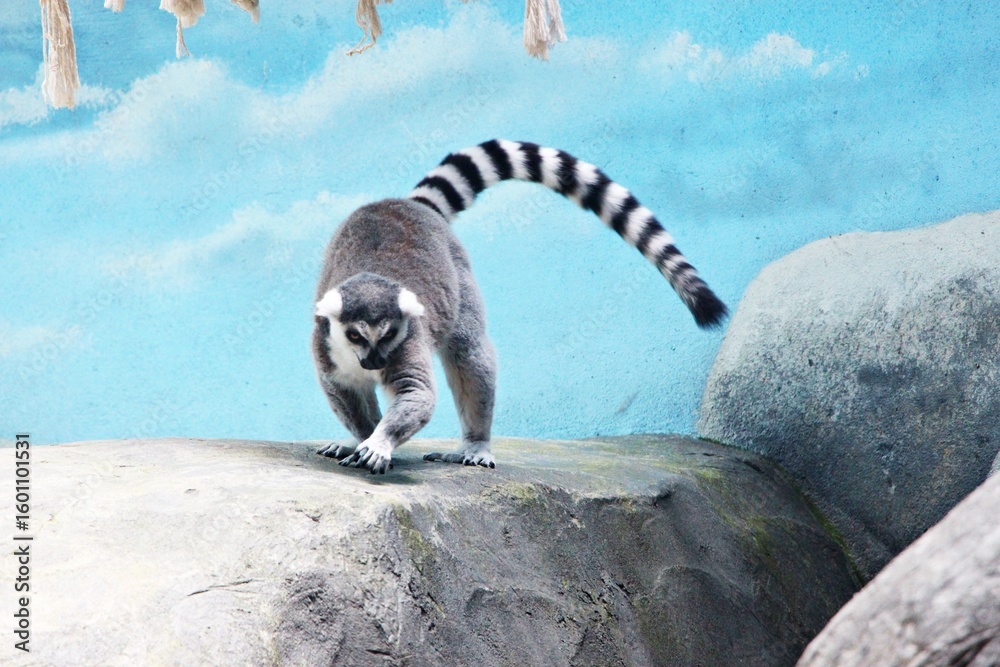 Obraz premium ring tailed lemur sitting on the ground