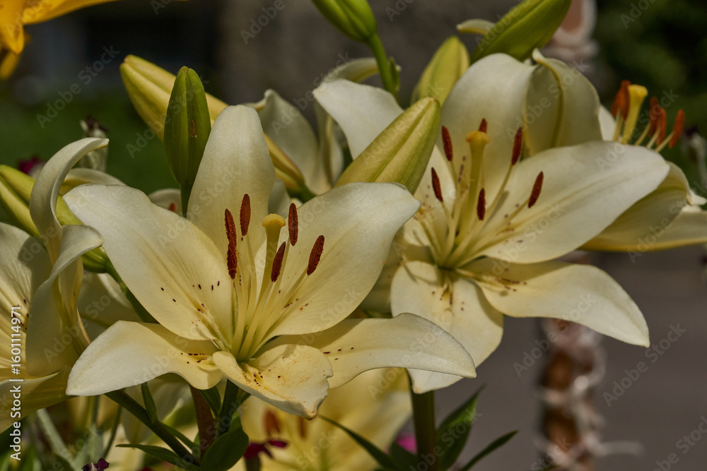 Obraz premium Lily (lat. Lilium) blooms in the garden. Lily - the genus of plants of the family of Lily (Liliaceae).