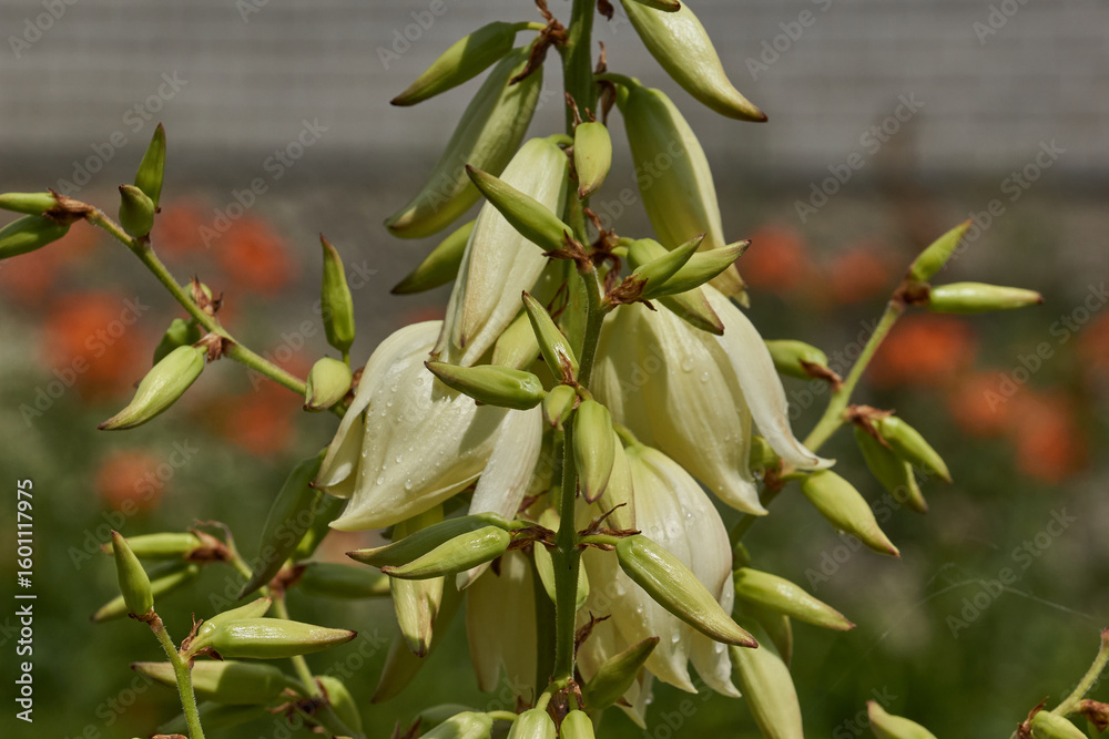 Obraz premium Yucca (Latin. Yucca) blooms in the garden. Yucca is a genus of arboreal evergreen plants of the Agave subfamily (Agavoideae) of the Asparagaceae family.