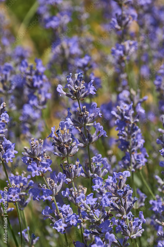 Obraz premium Lavender (lat. Lavandula) blooms in the garden. Lavender is a genus of plants in the family Lamiaceae or Labiatae.