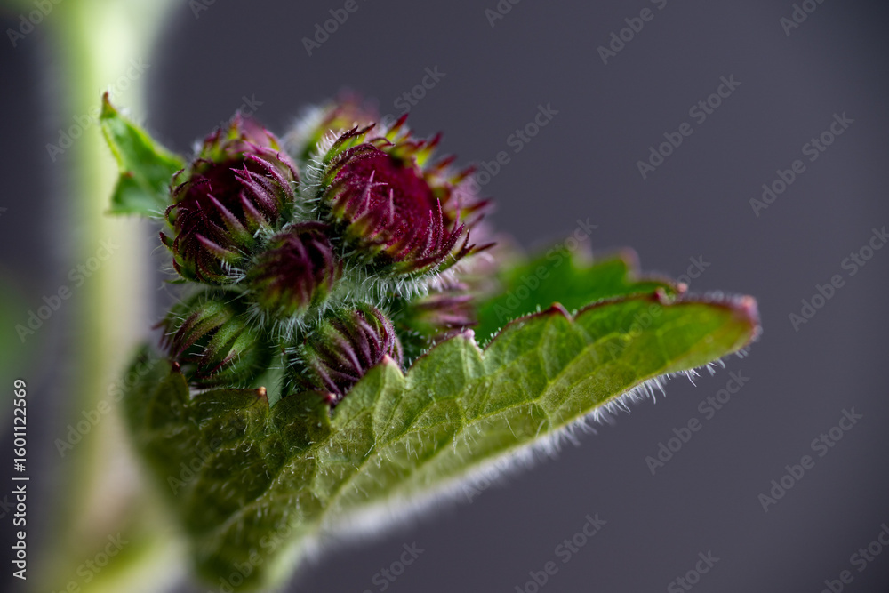 Fototapeta premium Ageratum Red Flint on Dark Background