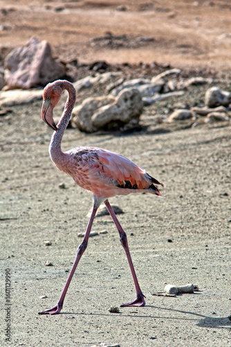 Wading pink Flamingo at Bonaire in summer