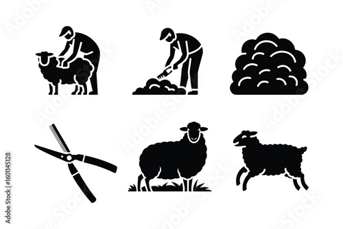 Shepherd shearing sheep with shears and wool farmer
