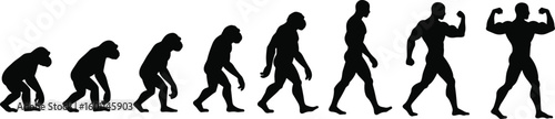 Human evolution silhouette, primate progression, growth stages, biological transformation, scientific conceptHuman evolution silhouette, primate progression