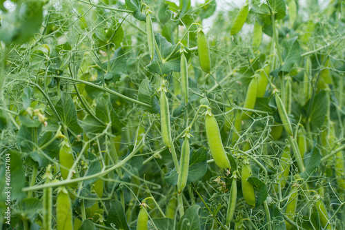 pisum sativum harvest
